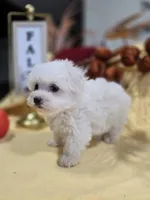 M-#3, a female Bichon Frise and Maltese for sale in Russellville, KY – Photo 1 of 5