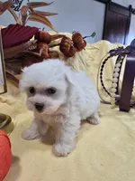 M-#3, a female Bichon Frise and Maltese for sale in Russellville, KY – Photo 2 of 5