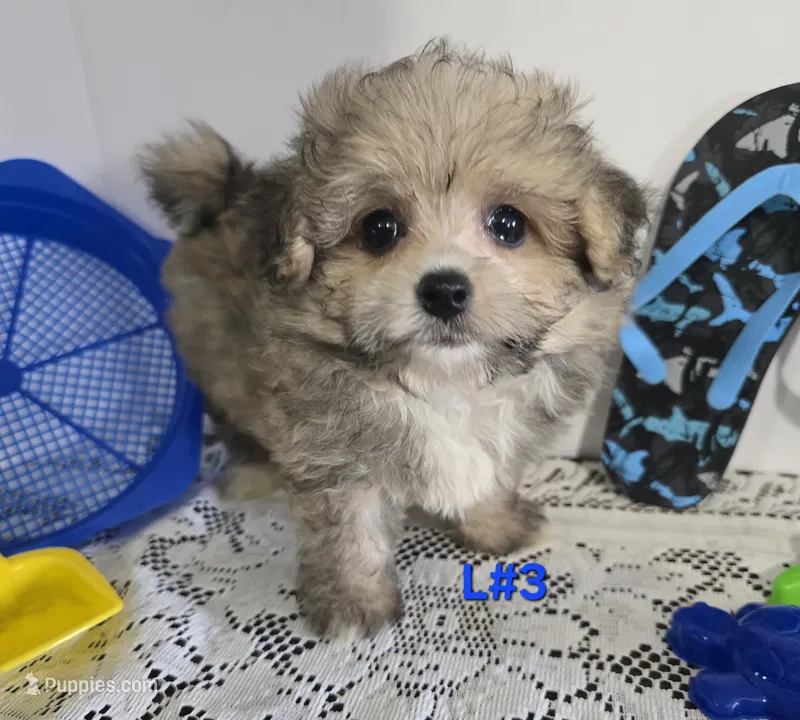 L#3 – Pomapoo puppy for sale in Russellville, KY
