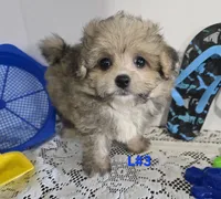 L#3, a male Pomapoo for sale in Russellville, KY – 1 of 5
