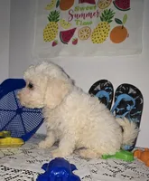 J#1, a male Maltipoo for sale in Russellville, KY – 4 of 5