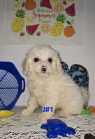 J#1, a male Maltipoo for sale in Russellville, KY – 5 of 5