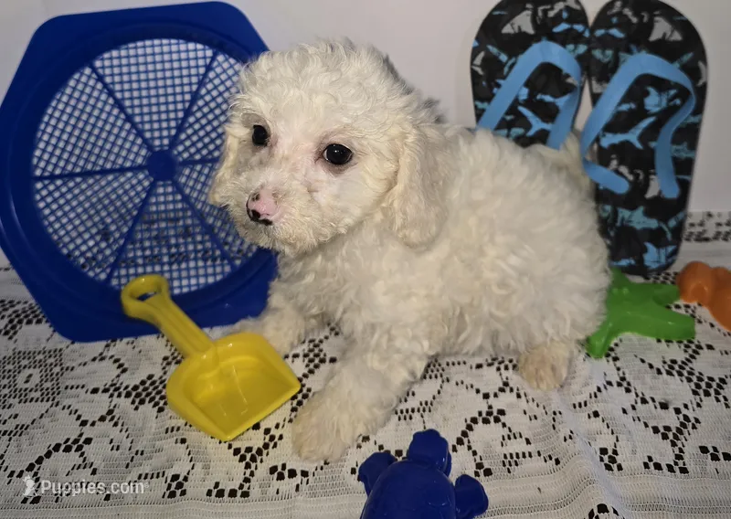 J#1 – Maltipoo puppy for sale in Russellville, KY