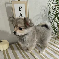 L#1, a female Maltipom for sale in Russellville, KY – 2 of 6