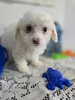 J#2, a male Maltipoo for sale in Russellville, KY – 4 of 6