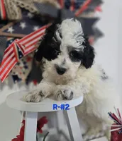 R-#2, a male Miniature Aussiedoodle for sale in Russellville, KY – 3 of 4