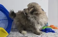 L#3, a male Pomapoo for sale in Russellville, KY – 3 of 5