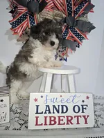Jess-#1, a female Bichpoo for sale in Russellville, KY – 3 of 5