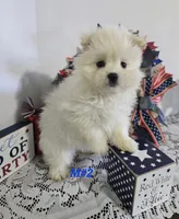 M#2, a male Maltipom for sale in Russellville, KY – 2 of 5