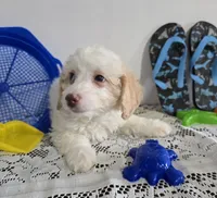 J#3, a male Maltipoo for sale in Russellville, KY – 5 of 5