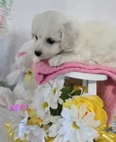 M#1, a female Bichon Frise and Maltese for sale in Russellville, KY – Photo 4 of 4