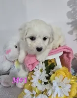 M#1, a female Bichon Frise and Maltese for sale in Russellville, KY – Photo 3 of 4