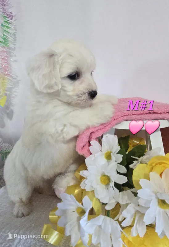 M#1 – Bichon Frise, Maltese puppy for sale in Russellville, KY