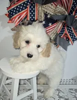 J#1, a male Bichpoo for sale in Russellville, KY – 3 of 6