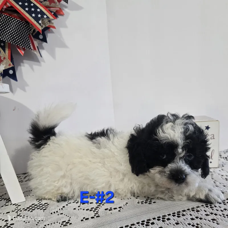 E-#2 – Bichpoo puppy for sale in Russellville, KY