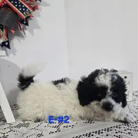E-#2, a male Bichpoo for sale in Russellville, KY – 1 of 5