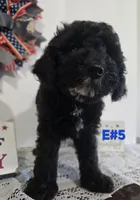 E-#5, a male Bichpoo for sale in Russellville, KY – 5 of 6