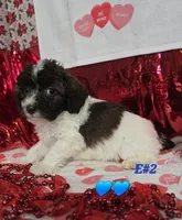 E#2, a male Bichpoo for sale in Russellville, KY – Photo 5 of 6
