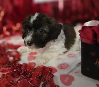 E#2, a male Bichpoo for sale in Russellville, KY – Photo 3 of 6