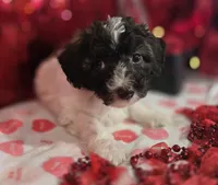 E#2, a male Bichpoo for sale in Russellville, KY – Photo 2 of 6