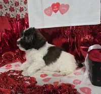 E#2, a male Bichpoo for sale in Russellville, KY – Photo 6 of 6