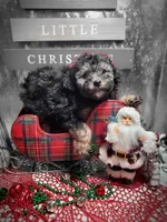 Tri #2, a female Poodle - Miniature  for sale in Russellville, KY – Photo 5 of 6