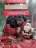 Tri #2, a female Poodle - Miniature  for sale in Russellville, KY – Photo 6 of 6