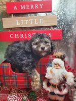 Tri #2, a female Poodle - Miniature  for sale in Russellville, KY – Photo 3 of 6