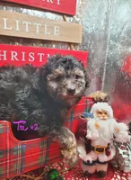 Tri #2, a female Poodle - Miniature  for sale in Russellville, KY – Photo 2 of 6
