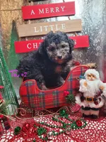 Tri #2, a female Poodle - Miniature  for sale in Russellville, KY – Photo 4 of 6