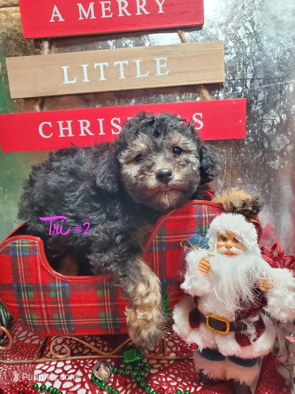 Tri #2, a female Poodle - Miniature  for sale in Russellville, KY – Photo 1 of 6