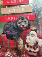 Tri #2, a female Poodle - Miniature  for sale in Russellville, KY – Photo 1 of 6