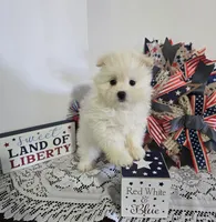 M#2, a male Maltipom for sale in Russellville, KY – 3 of 5