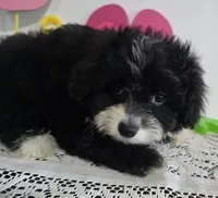 L#1, a female Pomapoo for sale in Russellville, KY – 2 of 5