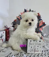 M#1, a female Maltipom for sale in Russellville, KY – 4 of 4