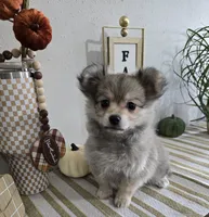 L#1, a female Maltipom for sale in Russellville, KY – 5 of 6