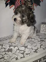 Jess-#1, a female Bichpoo for sale in Russellville, KY – 4 of 5