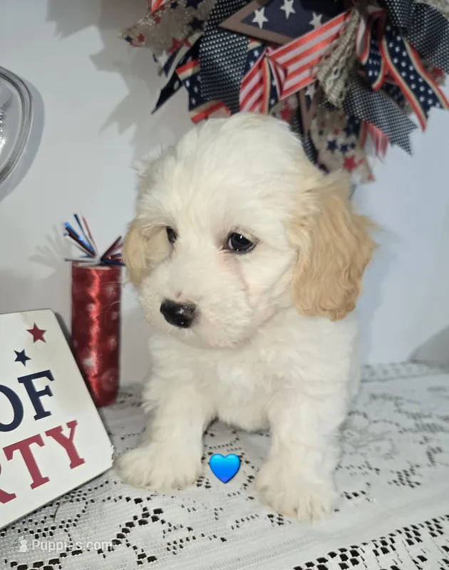 J#1 – Bichpoo puppy for sale in Russellville, KY