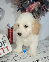J#1, a male Bichpoo for sale in Russellville, KY – 1 of 6