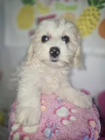 J#5, a female Maltipoo for sale in Russellville, KY – 5 of 5