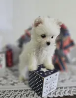 M#3, a male Maltipom for sale in Russellville, KY – 5 of 6