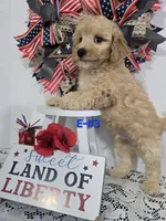 E-#3, a male Bichpoo for sale in Russellville, KY – 5 of 5