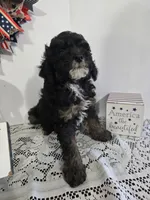 E-#4, a male Bichpoo for sale in Russellville, KY – 3 of 5