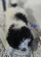 E-#2, a male Bichpoo for sale in Russellville, KY – 2 of 5