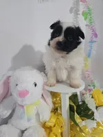 P#1, a male Pomapoo for sale in Russellville, KY – Photo 4 of 5