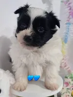 P#1, a male Pomapoo for sale in Russellville, KY – Photo 1 of 5