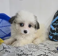 L#2, a male Pomapoo for sale in Russellville, KY – 2 of 5