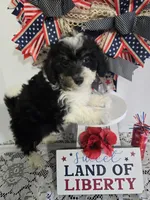 R-#1, a male Miniature Aussiedoodle for sale in Russellville, KY – 1 of 6