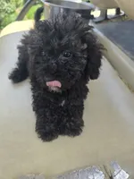 X-#2, a male Bichpoo for sale in Russellville, KY – 3 of 4