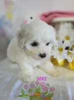 M#2, a female Bichon Frise and Maltese for sale in Russellville, KY – Photo 5 of 7